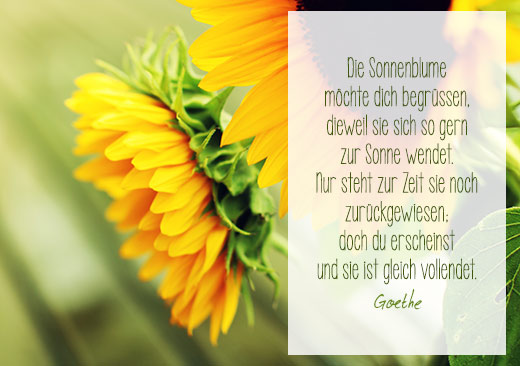 Naturfoto mit Sonnenblumen Köpfen und kurzem Gedicht von Goethe