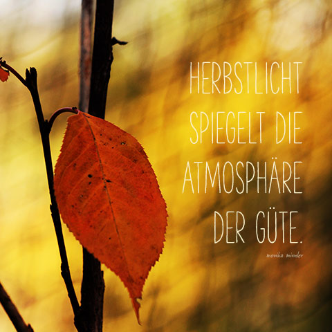 Naturfoto mit goldenem Blatt und Licht