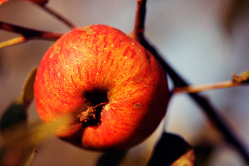 Naturfoto mit rotem Apfel am Ast