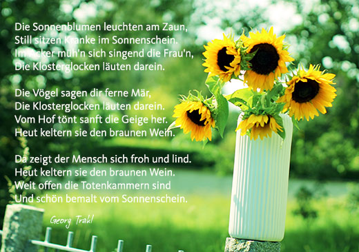 Naturfoto mit Sonnenblumen in Vase, die auf Zaun im Grünen steht und Gedicht im Herbst von Georg Trakl