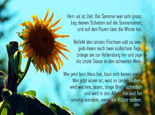Naturfoto mit Sonnenblume und Rilke Gedicht Herbsttag
