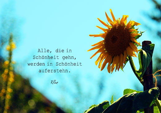 Naturfoto mit Sonnenblume und türkisblauem Himmel sowie Spruch von Rilke